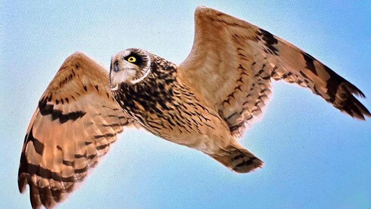Dünyada göçmen kuşların yüzde 45'inin popülasyonu azalıyor